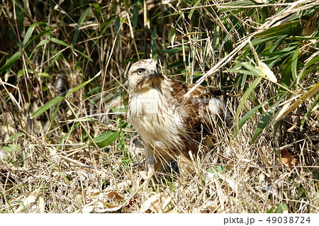 ノスリ ノスリ 49038724