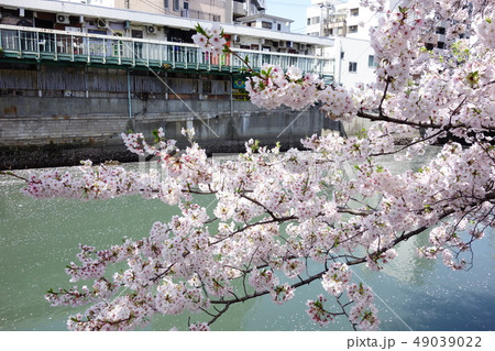 桜 49039022