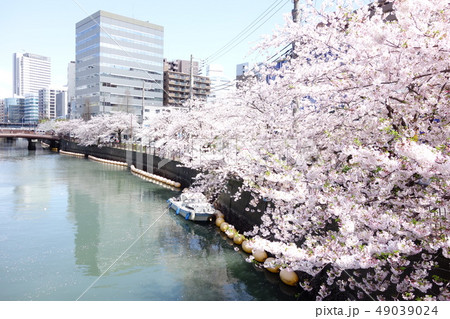 桜 桜 49039024