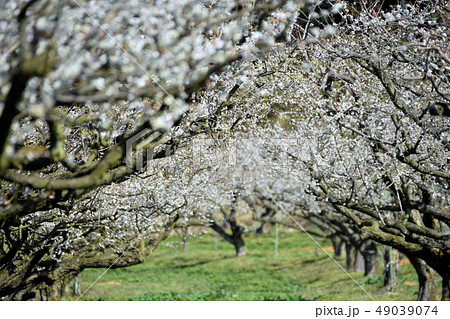 梅の花 49039074