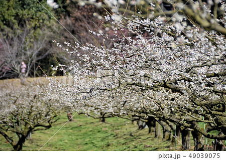 梅の花 49039075
