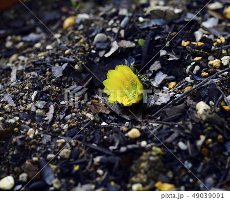 福寿草、普通種、黄金色＠自宅の庭、堺市、大阪府 49039091