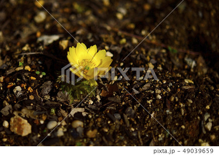 福寿草、普通種、黄金色＠自宅の庭、堺市、大阪府 49039659
