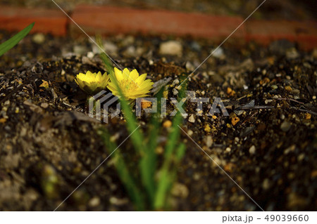 福寿草、普通種、黄金色＠自宅の庭、堺市、大阪府 49039660