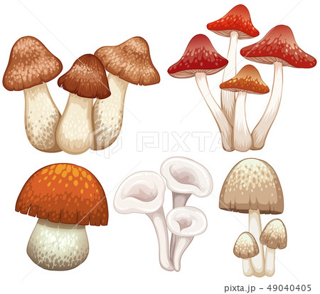 Different types of mushrooms on white background 49040405