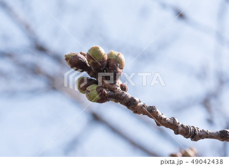 image image 49042438