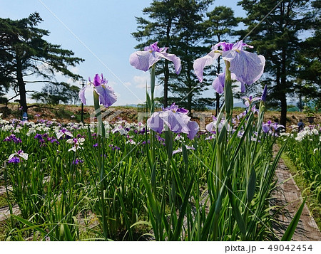 満開のアヤメ 満開のアヤメ 49042454
