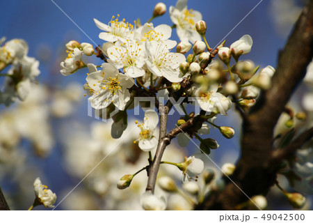 スモモの花 スモモの花 49042500