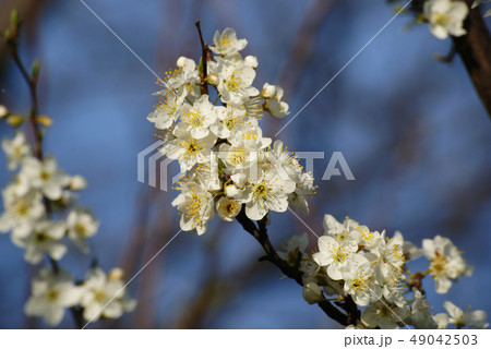 スモモの花の写真素材