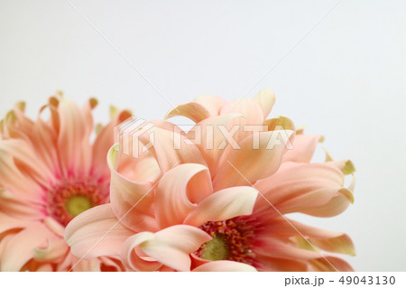 花 か 実 49043130