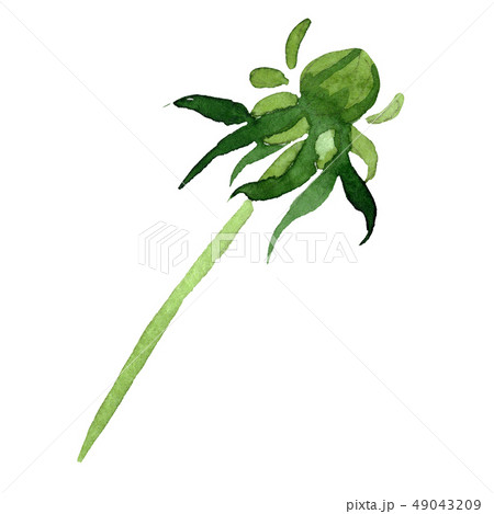 Aster green bud floral botanical flower. Watercolor background illustration set. Isolated aster 49043209