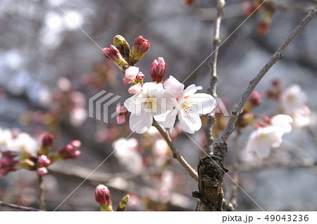 カラー　サクラ　桜　花　植物　（2019年3月登録）　最大サイズ：Ｍ 49043236