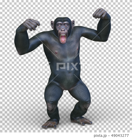 A monkey 49043277