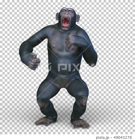 A monkey A monkey 49043278