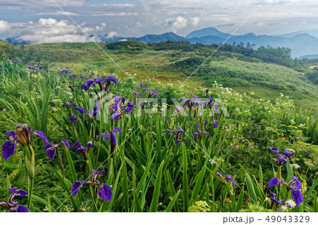 栂海新道・アヤメ平の花畑 栂海新道・アヤメ平の花畑 49043329