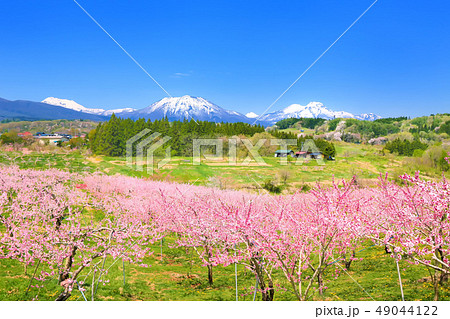 桃の花咲く丹霞郷と北信五岳 49044122