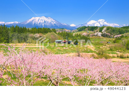 桃の花咲く丹霞郷と北信五岳 桃の花咲く丹霞郷と北信五岳 49044123