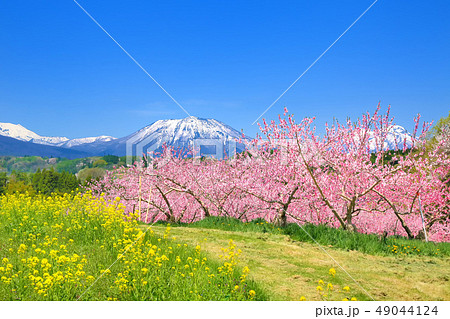 桃の花咲く丹霞郷と北信五岳 桃の花咲く丹霞郷と北信五岳 49044124