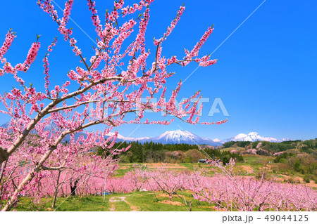 桃の花咲く丹霞郷と北信五岳 桃の花咲く丹霞郷と北信五岳 49044125