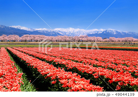 チュウリップ畑と桜並木に北アルプス 49044139