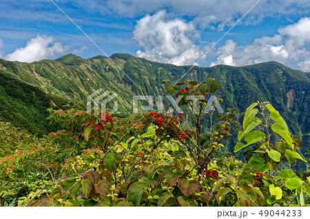 栂海新道 ガマズミの実と雲湧く犬ヶ岳稜線 栂海新道 ガマズミの実と雲湧く犬ヶ岳稜線 49044233