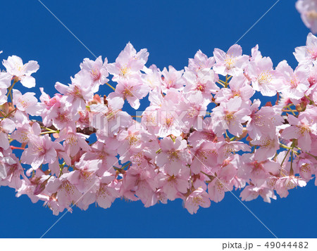 青空とサクラの花 49044482