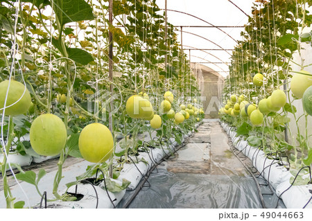 Yellow melon in garden Yellow melon in garden 49044663