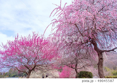 春のみかも山公園 万葉庭園 春のみかも山公園 万葉庭園 49045587