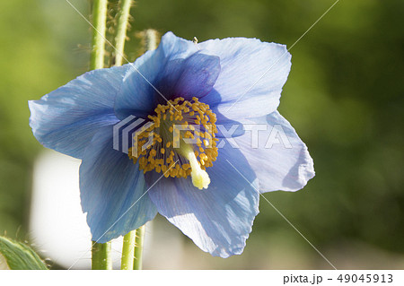 ヒマラヤの青いケシ 白馬五竜高山植物園 長野県白馬村の写真素材