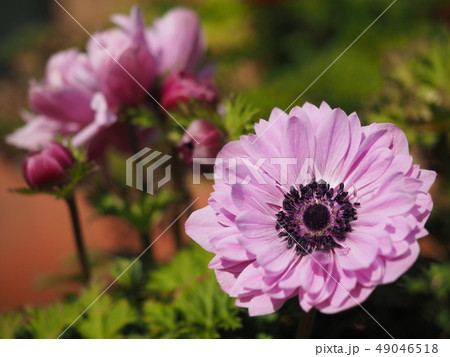 アネモネ アネモネ 49046518