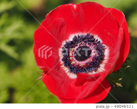 アネモネ 49046521