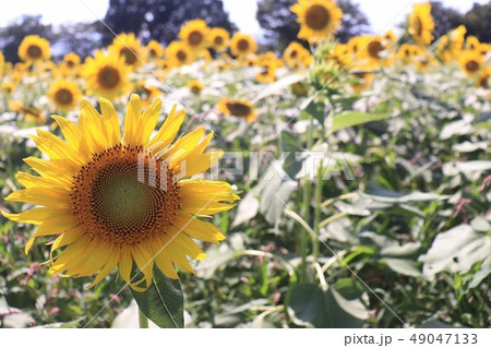 ひまわり畑 49047133