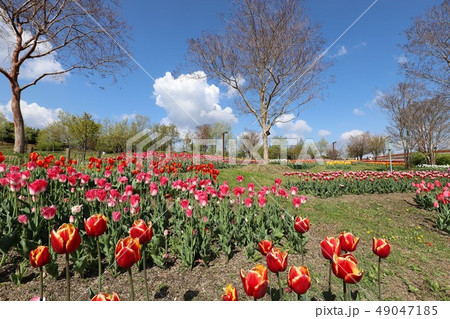 馬見丘陵公園のチューリップ 49047185