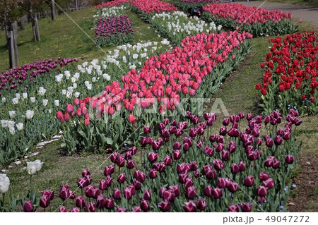 馬見丘陵公園のチューリップ 馬見丘陵公園のチューリップ 49047272