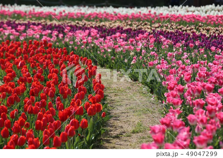 馬見丘陵公園のチューリップ 49047299