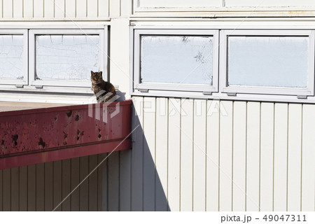 ここが、わたしの指定席 ここが、わたしの指定席 49047311