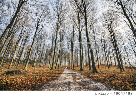 Curvy road in a forest with tall trees 49047498