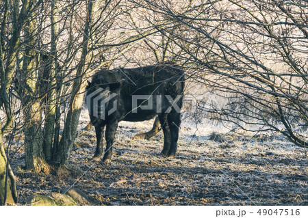 Black cow standing in some trees Black cow standing in some trees 49047516