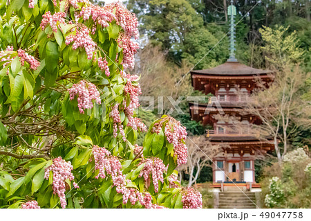 馬酔木と三重塔 馬酔木と三重塔 49047758