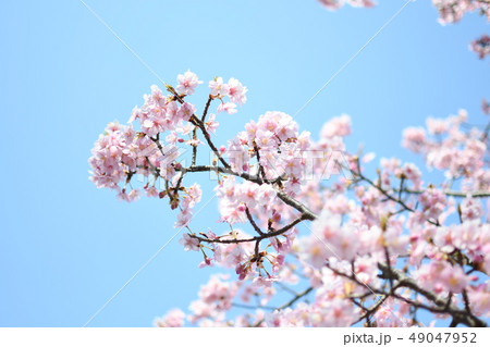 桜 49047952