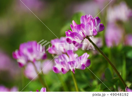 蓮華草 蓮華草 49048192