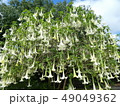 白い花 49049362