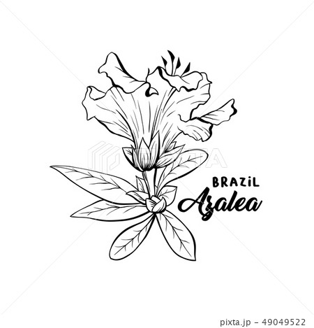 Azalea Ericaceae Flowers Ink Pen Sketchのイラスト素材