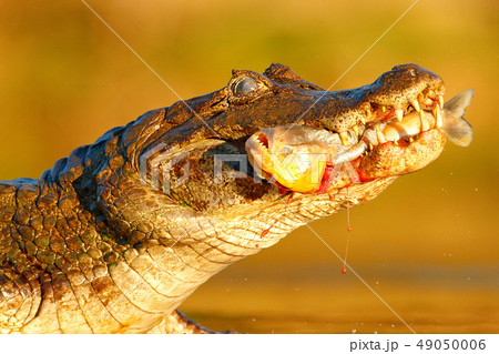 Yacare Caiman, crocodile with fish in mouth 49050006