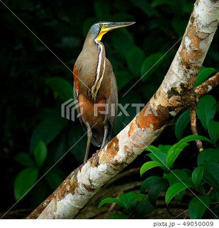 Bare-throated Tiger-Heron, Tigrisoma mexicanum 49050009