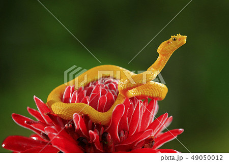 Poison snake from tropic forest 49050012