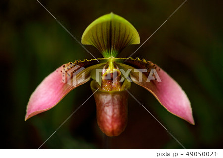 Detail of Wild orchid Paphiopedilum 49050021