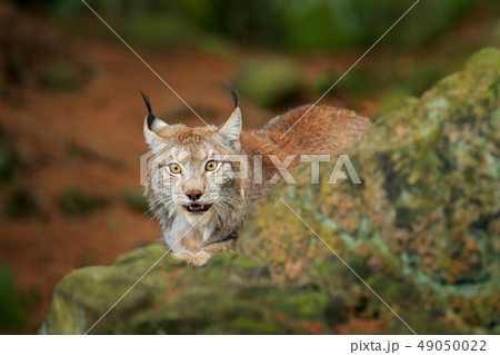 Lynx in green forest. Wildlife scene from nature. Lynx in green forest. Wildlife scene from nature. 49050022