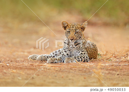 One year old African Leopard on the gravel road 49050033
