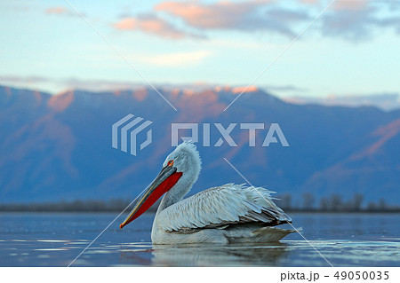 Dalmatian pelican, Pelecanus crispus, on the lake 49050035